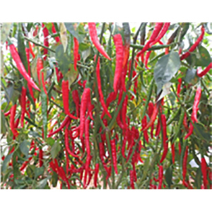 Red Chilli Seeds