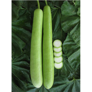 Bottle Gourd Hybrid Seeds