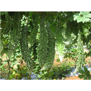 Bitter Gourd Seeds
