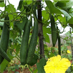 Sponge Gourd Seed