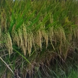 Fresh Paddy Seeds