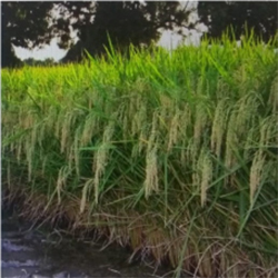 Hybrid Paddy Seeds
